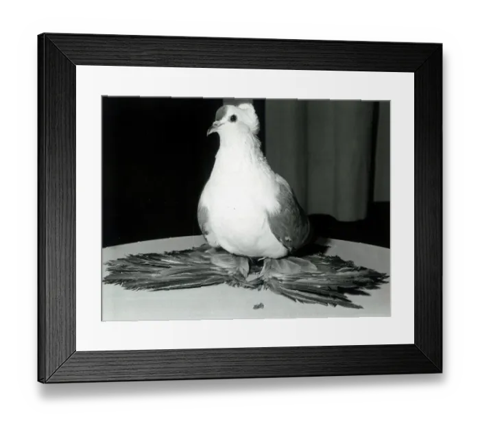 Framed Print : A blue fairy Swallow pigeon on show at the People International Pigeon Racing show
