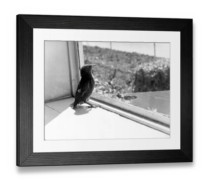 Framed Print : Baby Starling gets its first view of the outside world. 26th May 1961 P044308 Framed Print : Baby Starling gets its first view of the outside world. 26th May 1961 P044308