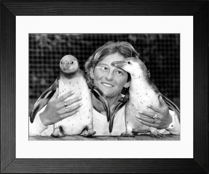 Framed Print : Young Hamboldt Penguins at Birdhold rearing centre in Farnham Framed Print : Young Hamboldt Penguins at Birdhold rearing centre in Farnham