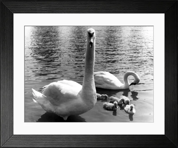 Framed Print : Family of swans on the park lake 1955 P044256 G2792 Framed Print : Family of swans on the park lake 1955 P044256 G2792