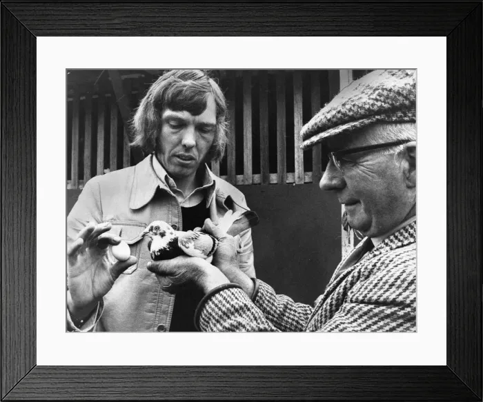 Framed Print : Unisex pigeon at Kings Lynn with its owner Anthony Batterby and Len Rush Framed Print : Unisex pigeon at Kings Lynn with its owner Anthony Batterby and Len Rush