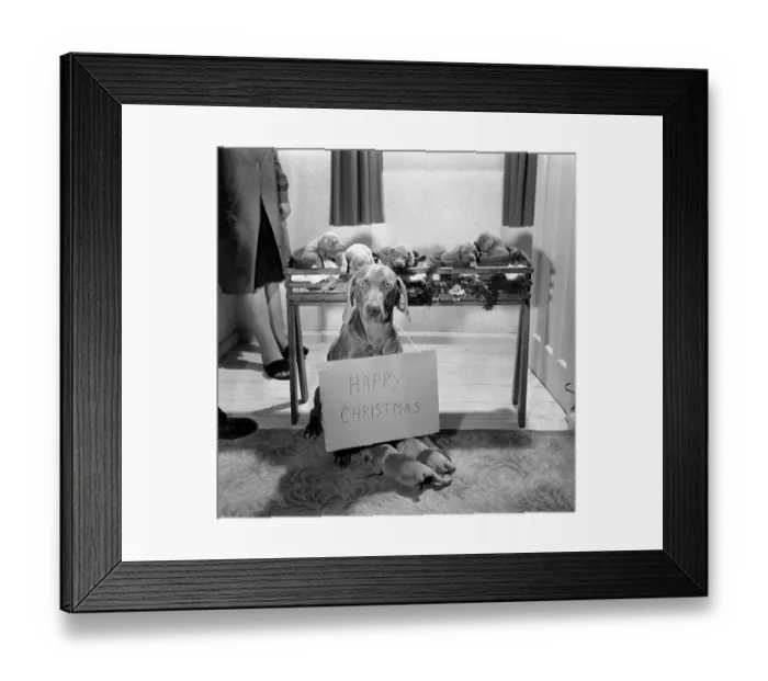 Framed Print : Lady Tarr a two year old Wiemaraner bitch owned by Mr. Alfred Tarr of Middlesex Framed Print : Lady Tarr a two year old Wiemaraner bitch owned by Mr. Alfred Tarr of Middlesex
