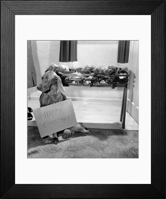 Framed Print : Lady Tarr a two year old Wiemaraner bitch owned by Mr. Alfred Tarr of Middlesex Framed Print : Lady Tarr a two year old Wiemaraner bitch owned by Mr. Alfred Tarr of Middlesex