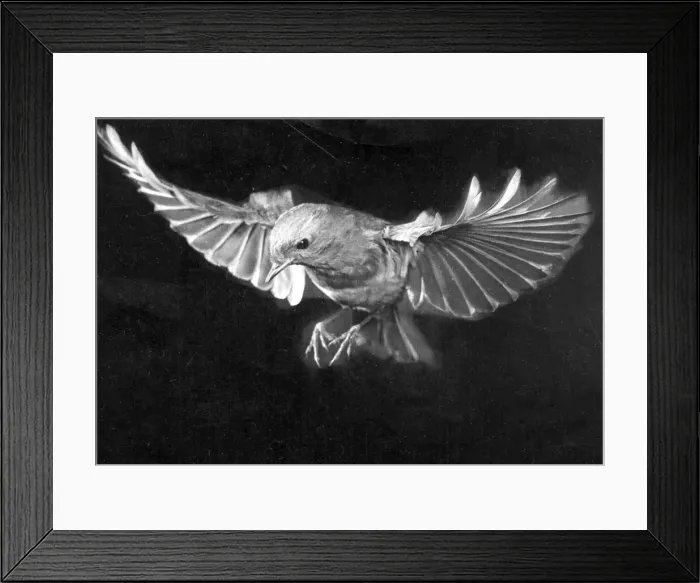 Framed Print : Robin scouting for food. Circa 1960 Framed Print : Robin scouting for food. Circa 1960