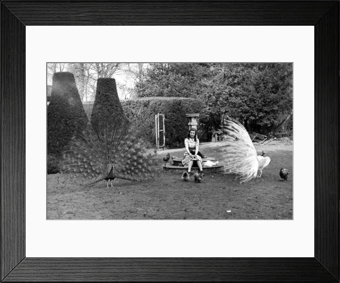 Framed Print : Peacocks show off their feathers in front of some of the Japanese Silkies on Hazels Farm Framed Print : Peacocks show off their feathers in front of some of the Japanese Silkies on Hazels Farm