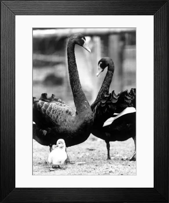 Framed Print : All white my son... Fluff... The Australian Black Swans Framed Print : All white my son... Fluff... The Australian Black Swans