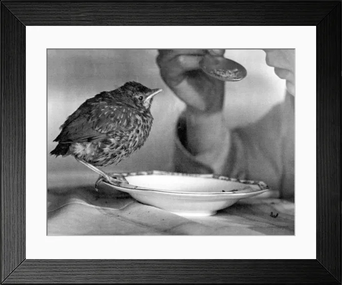 Framed Print : Sam Scram the baby thrush eating cereal. April 9th 1944 P044362