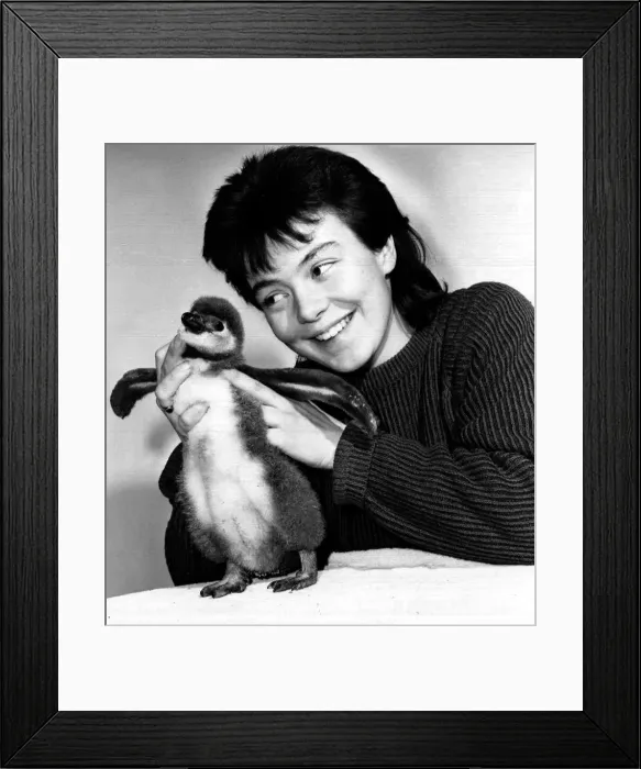 Framed Print : Fledgling abandoned by his mum is looked after by keeper Helen Arney Framed Print : Fledgling abandoned by his mum is looked after by keeper Helen Arney