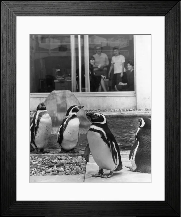 Framed Print : Penguins by their pool being watched by office girls through the window