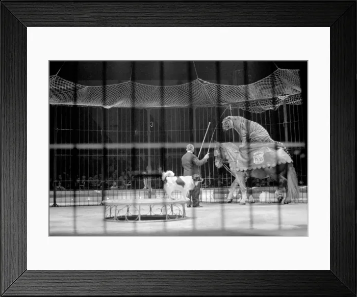 Framed Print : Byla the horse riding tiger provides a thrill at the Belle Vue, Manchester circus Framed Print : Byla the horse riding tiger provides a thrill at the Belle Vue, Manchester circus