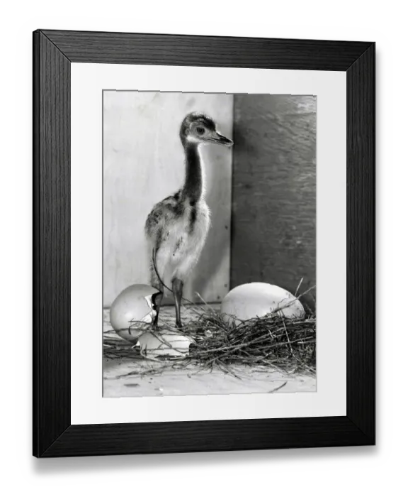 Framed Print : Rhea chick, a rare type of Ostrich at Birdworld, Surrey
