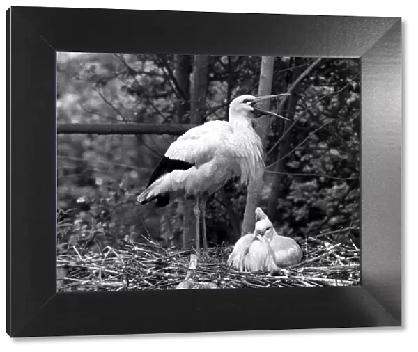 Stork guarding her day old chicks. 13th June 1974 74  /  03639 P044381