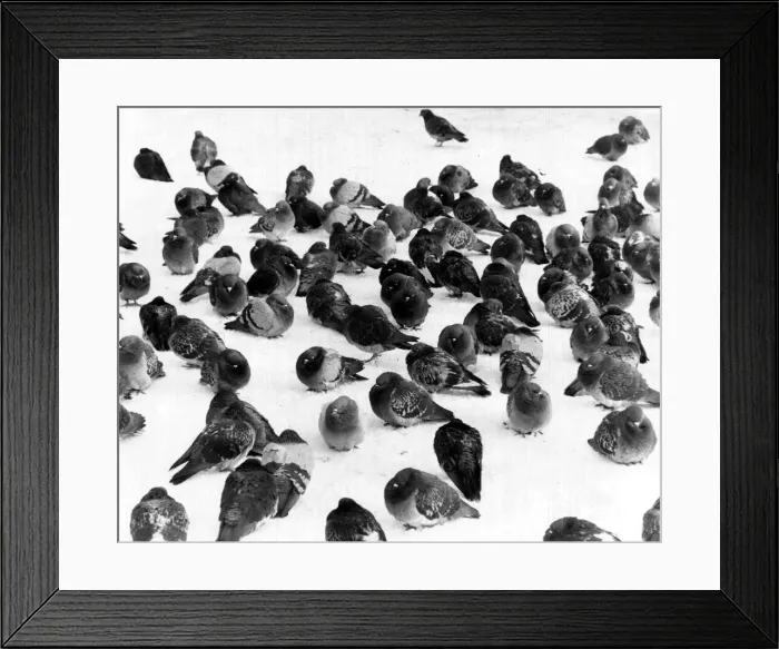 Framed Print : Pigeons in the snow. Jan 10th 1981 P044345