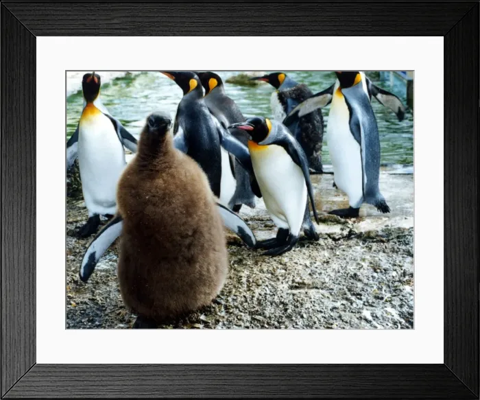 Framed Print : Penguins gathered at the waters edge August 1998 P044320 P98-408 Framed Print : Penguins gathered at the waters edge August 1998 P044320 P98-408
