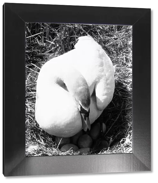 Mother swan sits tight on her clutch of seven eggs at Beccles June 1980 DM 80