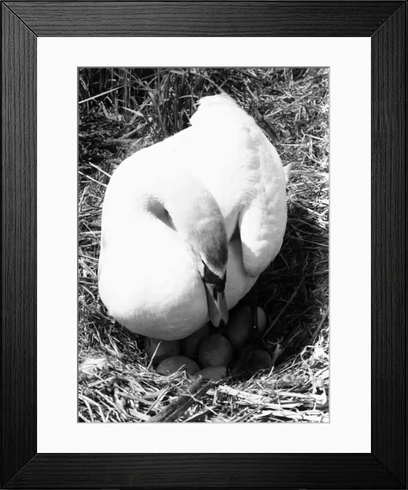 Framed Print : Mother swan sits tight on her clutch of seven eggs at Beccles June 1980 DM 80