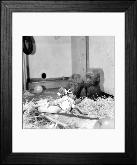 Framed Print : Chessington Zoos infant gorillas, Bafia the male, and Kumba the female Framed Print : Chessington Zoos infant gorillas, Bafia the male, and Kumba the female