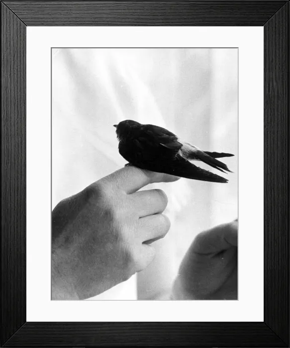Framed Print : Fred the friendly Swallow who was left behind by his mate during the migration to North