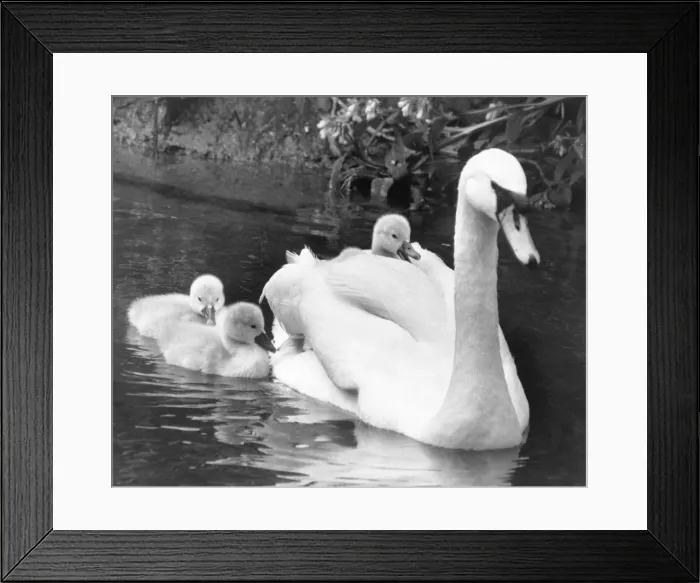 Framed Print : This swimming larks is a bit too much like hard work as this cygnet gets a lift on mums Framed Print : This swimming larks is a bit too much like hard work as this cygnet gets a lift on mums
