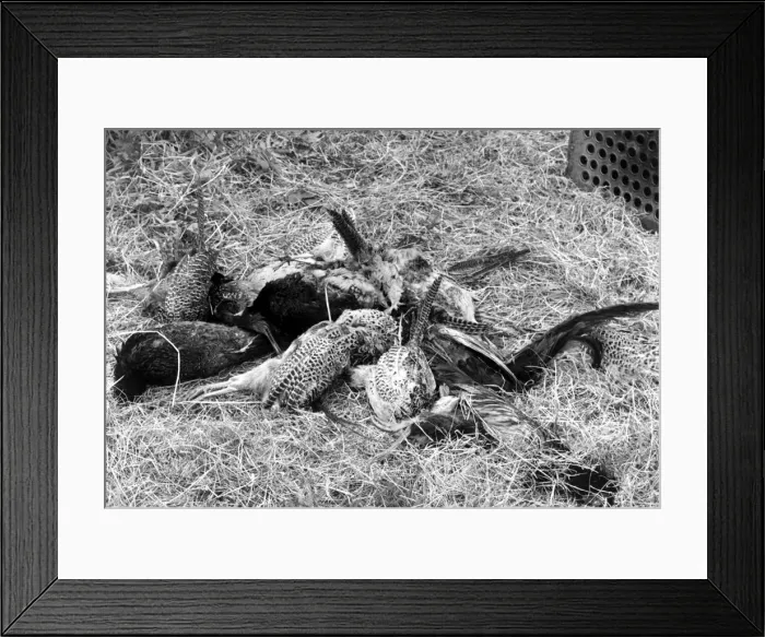 Framed Print : Frozen pheasants used for the filming of The Human Factor Framed Print : Frozen pheasants used for the filming of The Human Factor