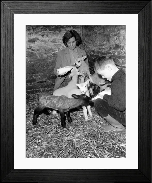 Framed Print : Susan Da Vies (22) and her brother John feeding some of the 36 newly born lambs on her Framed Print : Susan Da Vies (22) and her brother John feeding some of the 36 newly born lambs on her