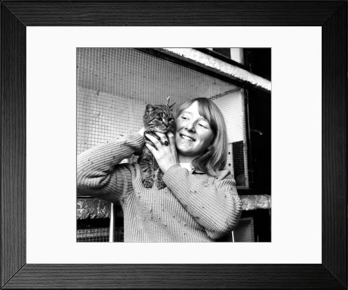 Framed Print : Noel'the Belgium cat came across to Southampton in a giant cargo container Framed Print : Noel'the Belgium cat came across to Southampton in a giant cargo container
