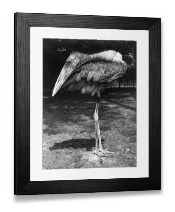 Framed Print : Hes called the Adjutant stork and hes storking his prey - edible litter