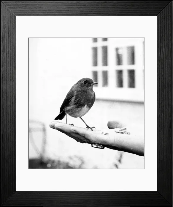Framed Print : Robin eating out of hand. 16th February 1985 P044317