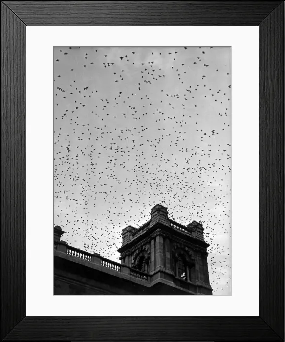Framed Print : Thousands of starlings wheel and dive in the fadinglight of day Framed Print : Thousands of starlings wheel and dive in the fadinglight of day