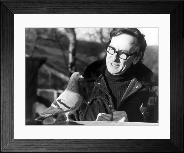 Framed Print : Pidge the pigeon with his owner Jack Dyson at their home in Worrall Framed Print : Pidge the pigeon with his owner Jack Dyson at their home in Worrall