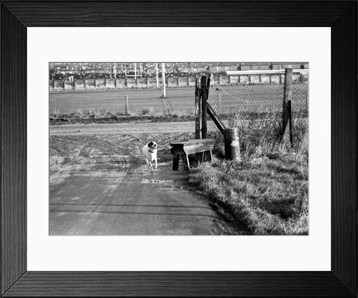 Framed Print : Animals Dogs: Home sick Lisa the rehomed stray returns to RSPCA Home Framed Print : Animals Dogs: Home sick Lisa the rehomed stray returns to RSPCA Home