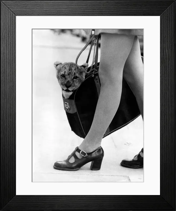 Framed Print : Cats out of the bag? Off home... Each day Finlay Framed Print : Cats out of the bag? Off home... Each day Finlay