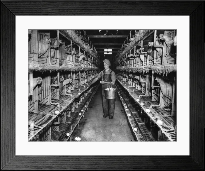 Framed Print : Collecting eggs at a battery farm. Circa 1945 P012319
