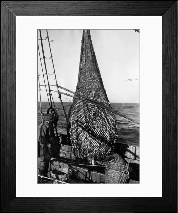 Framed Print : Trawlermen in North Sea examining a good haul of fish after a 3 hours drag