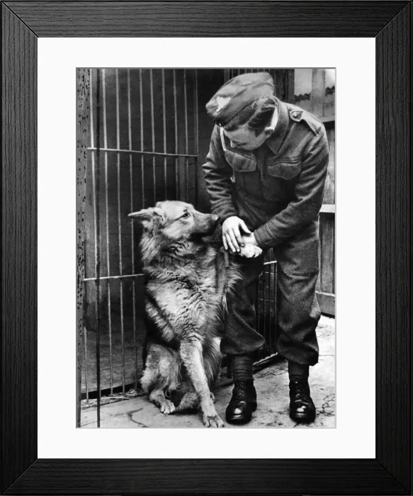 Framed Print : World War II. Mascots Dogs. The companys Alsatian dog is put into kennels as they Framed Print : World War II. Mascots Dogs. The companys Alsatian dog is put into kennels as they