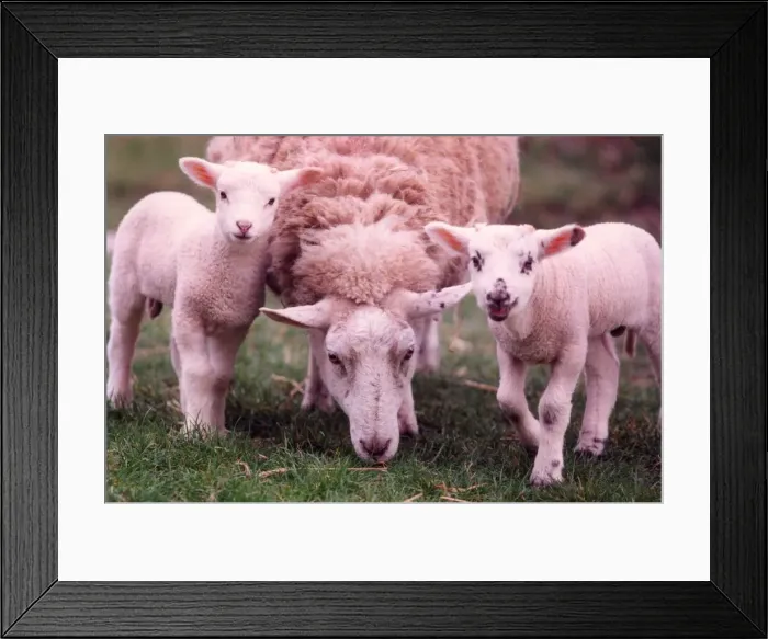 Framed Print : Byker City farm in Newcastle are celebrating two new lambs Ant and Dec to ewe Julie