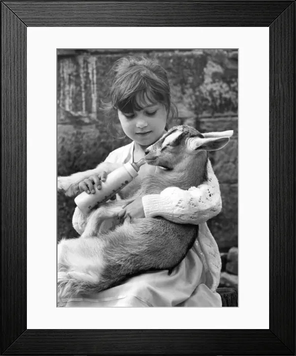 Framed Print : Five year old Alaine Turner feeding Pepsi the one week old goat at Byker City farm in Framed Print : Five year old Alaine Turner feeding Pepsi the one week old goat at Byker City farm in