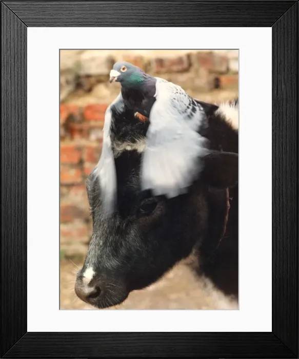 Framed Print : Down at Byker City farm in Newcastle, Rosie the cow wears a lovely racing pigeon hat Framed Print : Down at Byker City farm in Newcastle, Rosie the cow wears a lovely racing pigeon hat