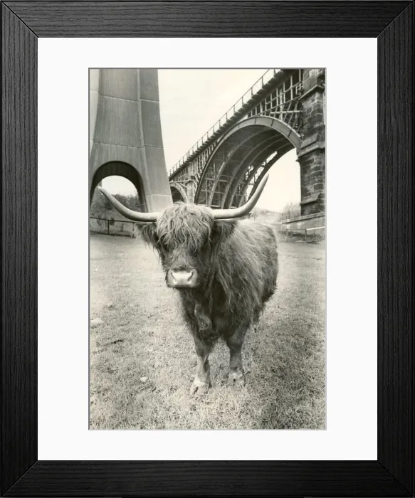 Framed Print : Morag the long horned Highland cow at Byker city farm in Newcastle Framed Print : Morag the long horned Highland cow at Byker city farm in Newcastle