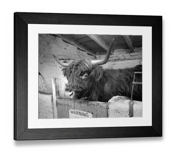 Framed Print : Morag the long horned Highland cow at Byker city farm in Newcastle