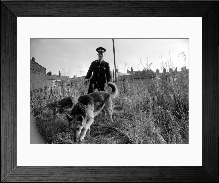 Framed Print : Police man and dog search for a man on the run at Droylsden Framed Print : Police man and dog search for a man on the run at Droylsden