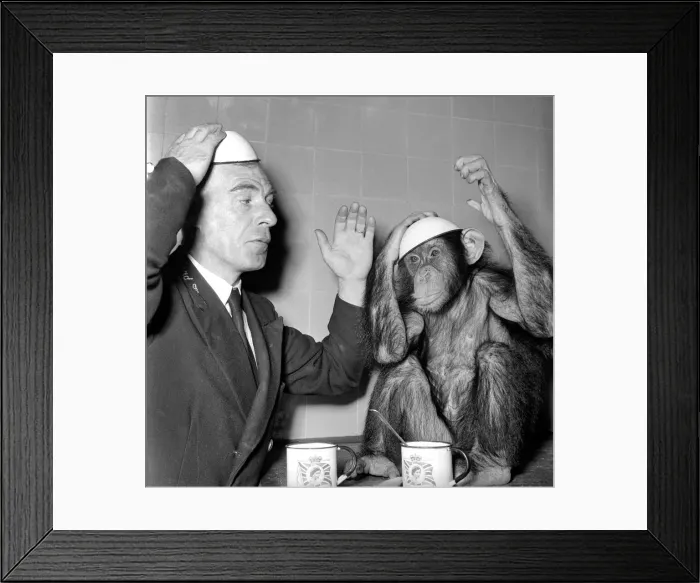 Framed Print : Animals Monkey Humour. Monkeys table manners. September 1953 D5598-003 Framed Print : Animals Monkey Humour. Monkeys table manners. September 1953 D5598-003