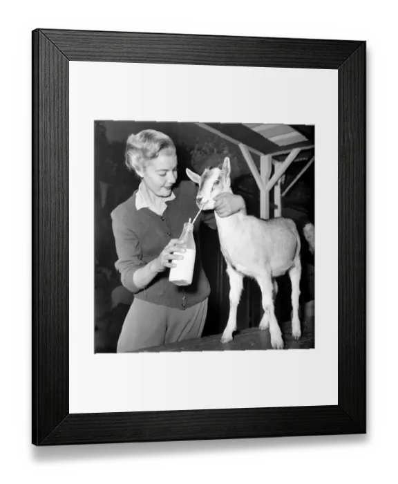 Framed Print : Animals: Goats. Woman feeds goat milk. November 1953 D6103-001 Framed Print : Animals: Goats. Woman feeds goat milk. November 1953 D6103-001