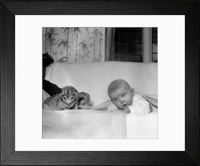Framed Print : 36 hours old Lion cubs Togo and Chad pictured with 4 month old Baby Emma Framed Print : 36 hours old Lion cubs Togo and Chad pictured with 4 month old Baby Emma