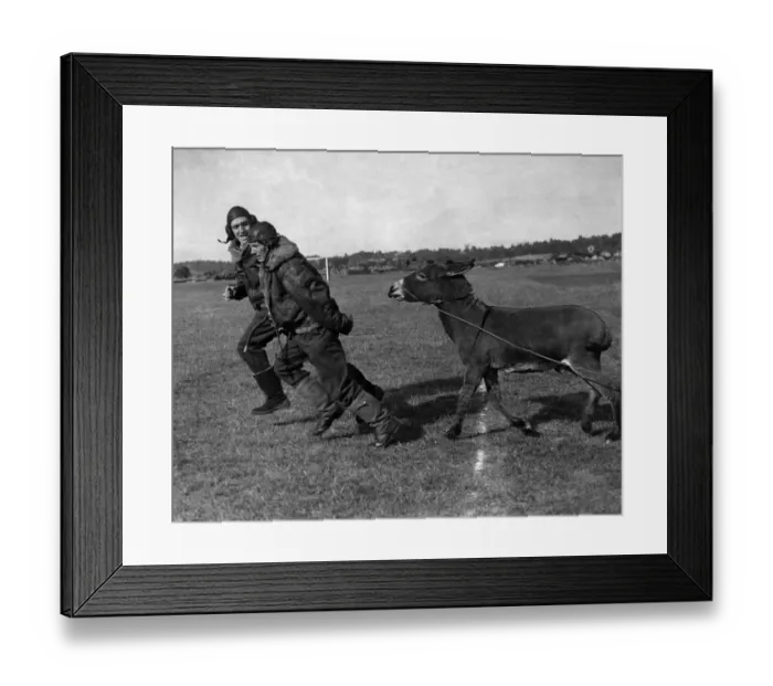 Framed Print : Barney the donkey who is number one member of The allied forces mascot club