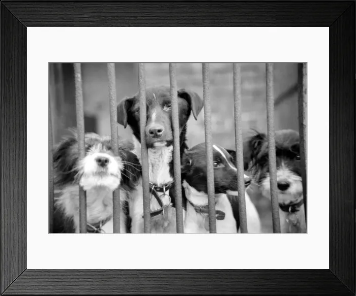 Framed Print : Condemned dogs at the Manchester dogs home Collyhurst, Manchester