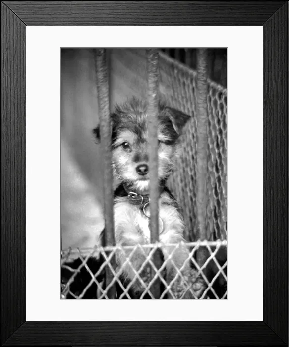 Framed Print : Condemned dogs at the Manchester dogs home Collyhurst, Manchester Framed Print : Condemned dogs at the Manchester dogs home Collyhurst, Manchester