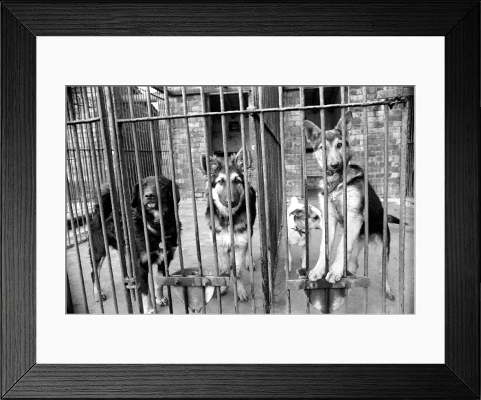 Framed Print : Condemned dogs at the Manchester dogs home Collyhurst, Manchester Framed Print : Condemned dogs at the Manchester dogs home Collyhurst, Manchester
