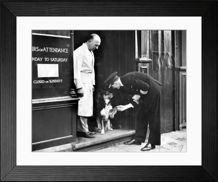 Framed Print : Ship Captain shakes The paw of the ships mascots. The dog is to undergo an operation so