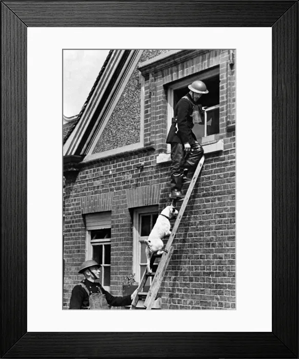Framed Print : A dog who was adopted by a South London National Fire Service station seen having to